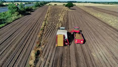 Ein-Umgekehrter-Luftdrohnenclip-Eines-Kartoffelroders,-Der-Die-Ernte-Auf-Einem-Trockenen,-Flachen-Feld-Hebt,-Während-Ein-Traktor-Und-Ein-Anhänger-Daneben-Fahren,-Um-Die-Kartoffeln-Vom-Förderband-Zu-Fangen