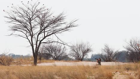 Safari-guest-attempts-to-photograph-Carmine-Bee-eaters-in-flight