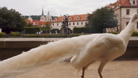 Weißer-Pfau-Schlendert-Am-Wallensteiner-Schlossgarten-Vorbei,-Zeitlupe