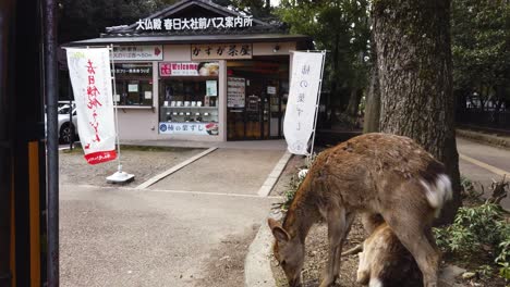 Venado-Nara-Alimentándose-En-La-Ciudad-Después-De-La-Disminución-Del-Turismo-En-Japón