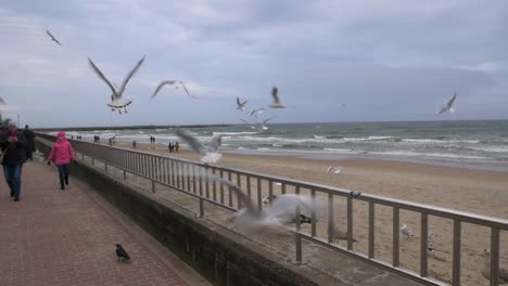 Seagulls-flying-over-promenade-in-kolobrzeg-in-poland-during-winter