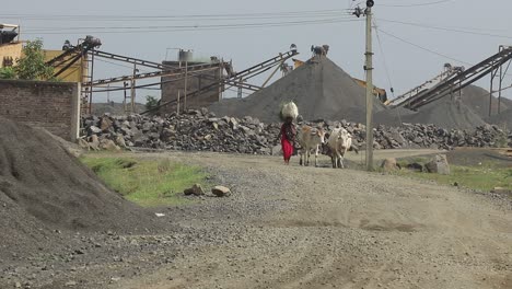 A-villager-woman-taking-her-cows-from-crusher-field-in-Dumka,-Jharkhand-in-India