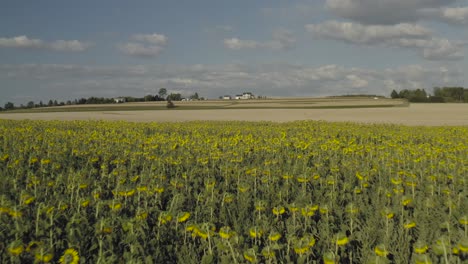 Sunflowers-swaying-in-light-breeze-Northern-Maine-aerial-shot