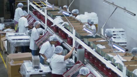 Assembly-line-of-workers-packaging-freshly-harvest-grapes-inside-a-vineyard-processing-plant