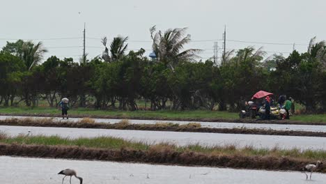 Granjeros-Rociando-Algo-En-El-Campo-De-Arroz-Mientras-Las-Aves-En-Primer-Plano-Se-Mueven