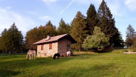 Horses-grazing-near-a-hut-surrounded-by-larches