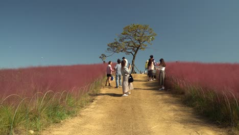 People-wearing-masks-take-pictures-at-Murhly-Grass-Hill-featured-in-many-Korean-dramas,-Anseong-Farmland,-South-Korea