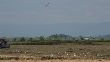 Rice-Harvester-and-Milling-Machine,-4K-Footage