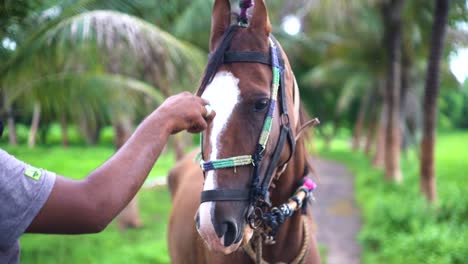 Young-handsome-man-with-brown-horse