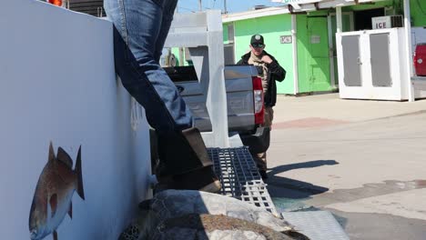 Cold-stunned-rescued-Kemp's-Ridley-Sea-Turtles-ready-to-be-moved-into-portable-tank