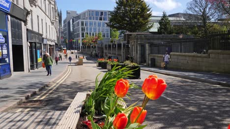 Schulhügel-In-Aberdeen-Während-Des-Lockdowns-Mit-Roten-Tulpen-Im-Vordergrund