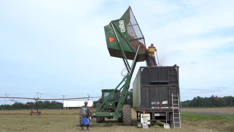 Olar,-South-Carolina---16.-September-2020:-Kippen-Eines-Beladenen-Korbkarrens-Mit-Erdnüssen-Auf-Einen-Traktoranhänger-Im-Erdnussfeld-In-South-Carolina