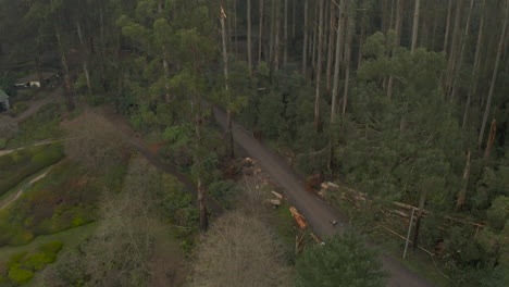 People-walking-their-dogs-along-dirt-road-below-to-view-the-recently-fallen-trees