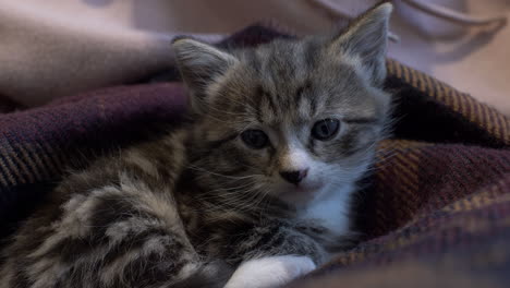 Striped-Tabby-Kitten-Looking-At-Camera-Whilst-Resting-On-Blanket