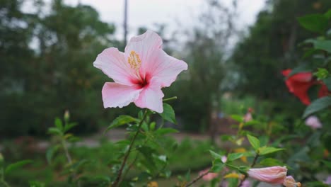 Eine-Rosa-Hibiskusblüte-Im-Garten