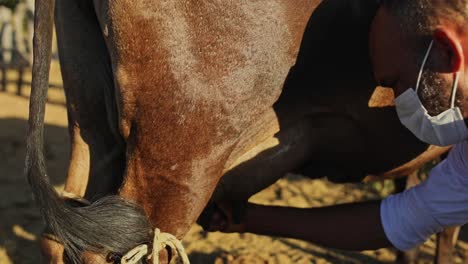 Mann-Bauer-Mit-Maske-Melken-Von-Hand-Braunes-Kuheuter,-Um-Die-Qualität-Der-Milch-Zu-Testen