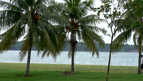 Hombre-Recogiendo-Cocos-De-Palmera,-Parque-De-La-Playa-De-Changi,-Singapur