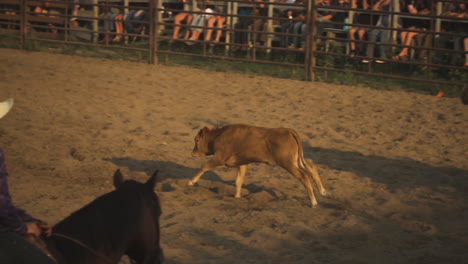 Un-Vaquero-Montando-Un-Caballo-Tratando-De-Atar-A-Un-Ternero-Corriendo-Durante-Un-Evento-De-Equipo-En-Un-Rodeo-Campestre-Un-Ternero-Corriendo-Atado-Por-Vaqueros-En-Una-Polvorienta-Arena-De-Rodeo-Rural