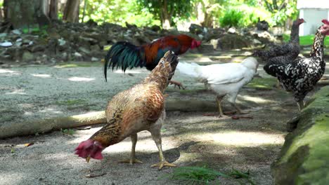 group-of-chicken-seeking-food