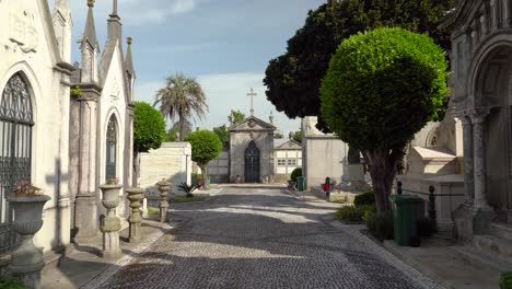 Schöne-Bäume,-Die-Auf-Dem-Friedhof-Von-Agramonte-Wachsen