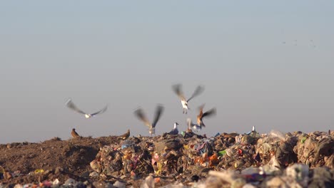 Birds-are-shooed-away-by-a-bulldozer-entering-a-dumping-ground