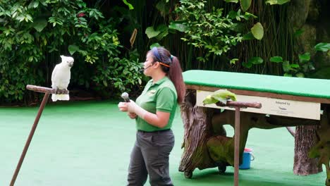 Cockatoo-and-parrot-together-with-their-trainer-in-a-large-area-destined-for-conservation