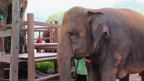 Elephant-walking-past-a-gate-with-tourists-looking-at-them