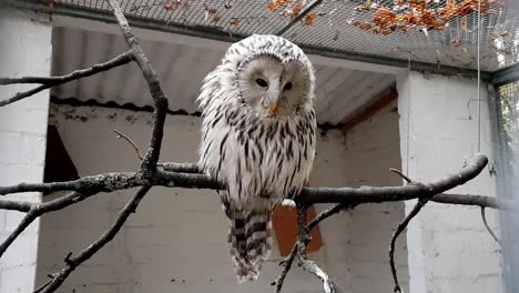 Hermoso-Búho-Blanco-En-Cautiverio-En-Un-Parque-De-Aves-En-Alemania,-Europa