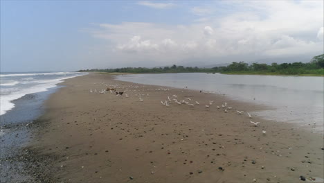 AERIAL:-Slow-motion-pelicans-and-seagulls-flying-on-tropical-beach,-Honduras