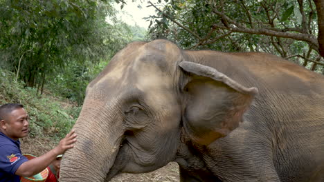 Indischer-Elefant-Wird-Von-Seinem-Besitzer-In-Chiang-Mai,-Thailand,-Mit-Einer-Banane-Gefüttert