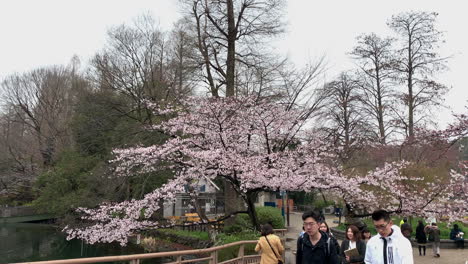 Un-Grupo-De-Jóvenes-Asiáticos-Camina-Frente-A-Una-Flor-De-Cerezo-Rosa-En-El-Parque-Inokashira,-Japón