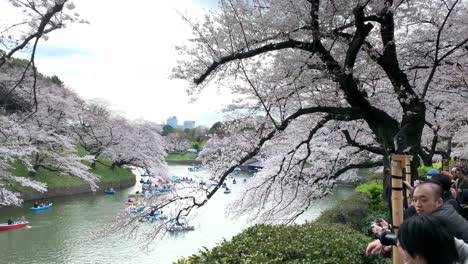 People-take-pictures-at-fuchsia-cherry-blossoms