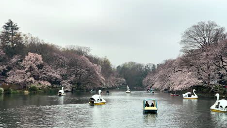 Una-Escena-Mágica-Florece-En-La-Orilla-Del-Lago-Del-Parque-Inokashira