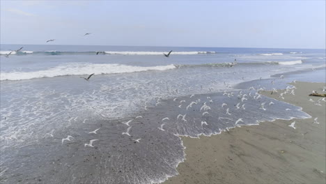 Aéreo:-Pelícanos-En-Cámara-Lenta-Y-Gaviotas-Volando-En-Una-Playa-Tropical,-Honduras-2