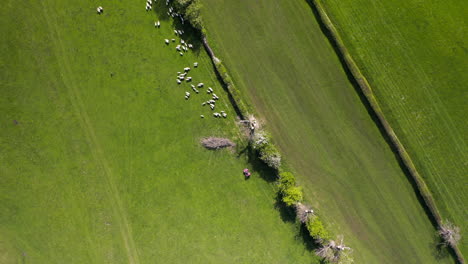 Tiro-De-Ojo-De-Pájaro-Giratorio-De-Ovejas-Siendo-Conducidas-A-Través-De-Una-Puerta-Perseguida-Por-Un-Granjero-En-Quad-En-North-Yorkshire,-Inglaterra-En-Un-Día-Soleado