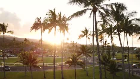 Filmische-Drohnenaufnahme,-Die-Durch-Die-Palmen-Auf-Dem-Campus-Der-Brigham-Young-University-In-Hawaii-Fliegt