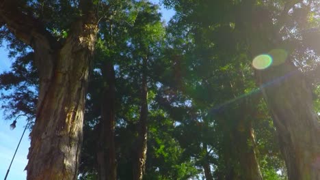 Shot-of-pathway-in-a-city-park-surronded-by-large-trees