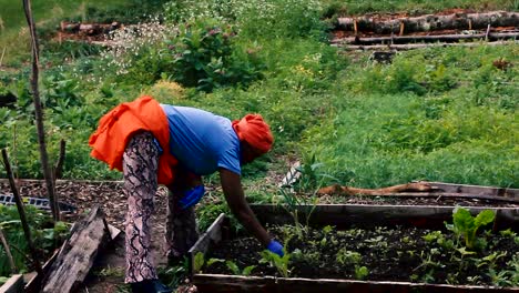 Woman-Weeding-in-Communal-Garden