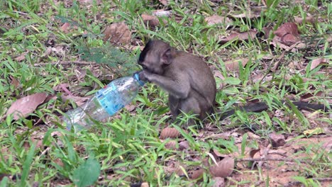 Säuglingsmakaken,-Der-Mit-Einweg-Plastikwasserflasche-Spielt