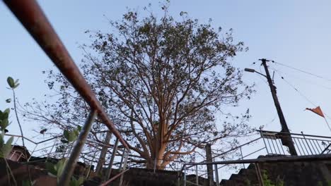 Ashwatha-tree-of-Narahari-Parvatha-Temple,-DK-KA-India