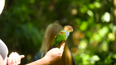 Loro-Verde,-Loro-Conure-De-Garganta-Azul-Sentado-En-La-Mano-Humana-Y-El-Loro-Volador-Libre-De-La-Cabeza-Sentado-Sentado-En-El-Loro-Volador-Humano-Libre-Jugando-Con-Una-Niña