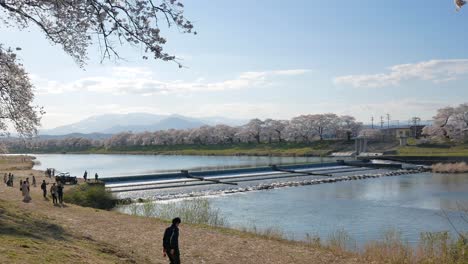 Landscape-natural-view-of-the-view-point-on-the-Shiroishi-river-side-with-many-cherry-blossom-trees-with-background-of-Japan-Alps-on-sunny-day-of-spring-season-in-Japan