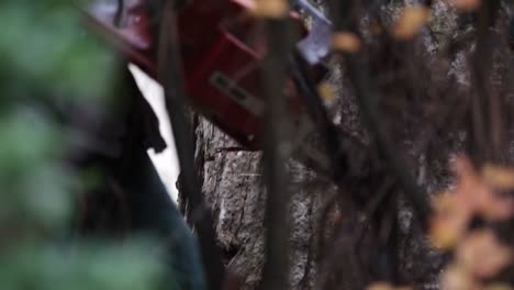 Lumberjack-handling-an-electric-chainsaw-with-branches-in-the-foreground