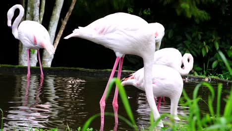 Grupo-De-Flamencos-Mayores-En-El-Estanque