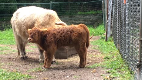 Westhochlandrinder,-Kuh-Putzt-Kalb,-High-Park-Zoo