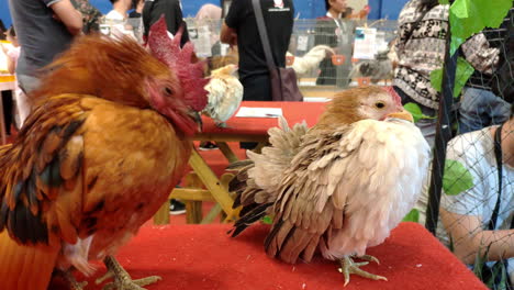 Primer-Plano-De-Dos-Pollos-Serama-Que-Se-Exhiben-En-La-Exposición-De-Mascotas