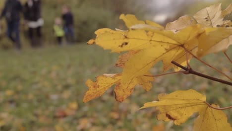 Familienspaziergang-In-Der-Ferne-Am-Herbsttag-Im-Park