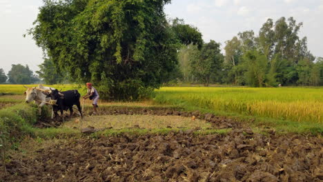 A-man-using-his-oxen-to-plow-a-rice-paddy-in-Nepal