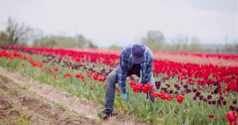 Farmer-Working-At-Tulips-Flower-Plantation-In-Netherlands