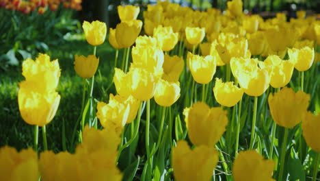 Sonnenstrahlen-Beleuchten-Gelbe-Tulpen